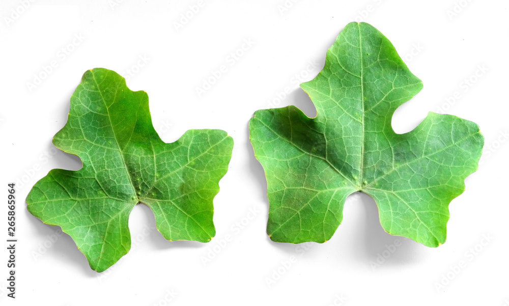 Fototapeta premium Green leaf Pentagon shape Five-pointed. Isolated on a white background. This has clipping path
