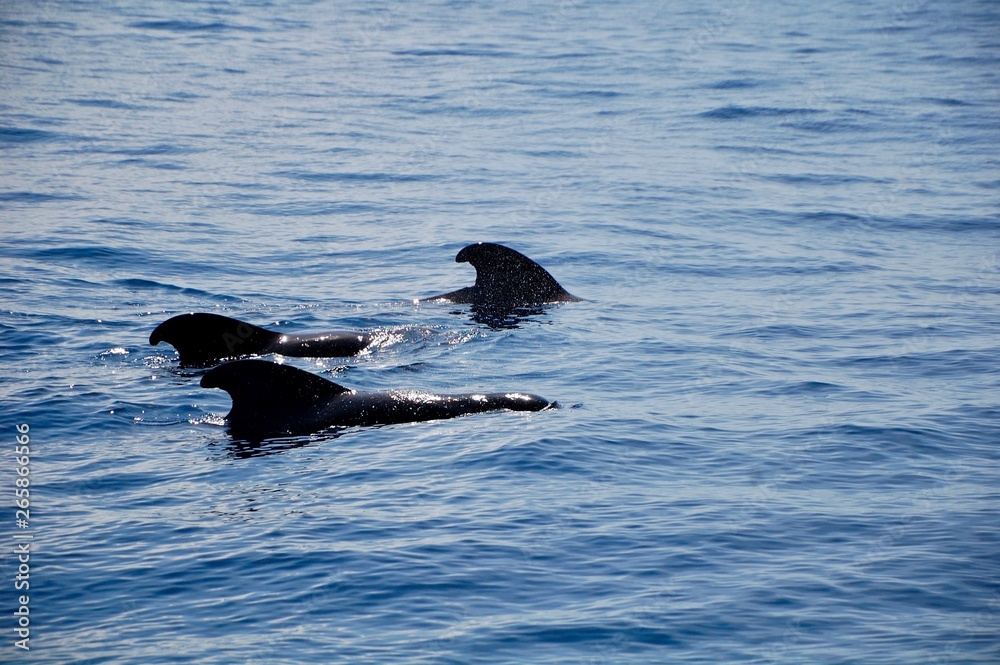Fototapeta premium whale on the ocean