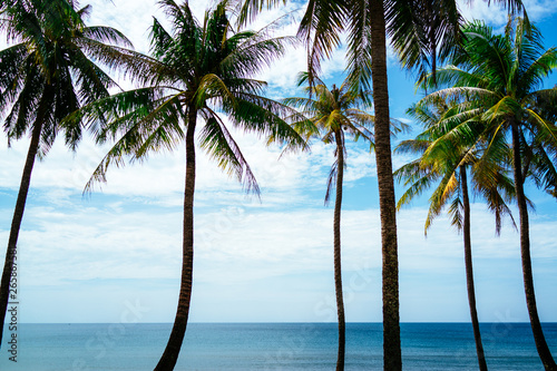 Palm trees on the beach and the sea in the background