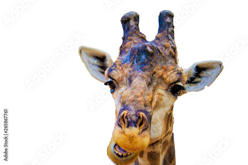 Fototapeta Naklejka Na Ścianę i Meble -  head giraffa isolated