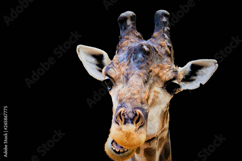 head giraffa isolated