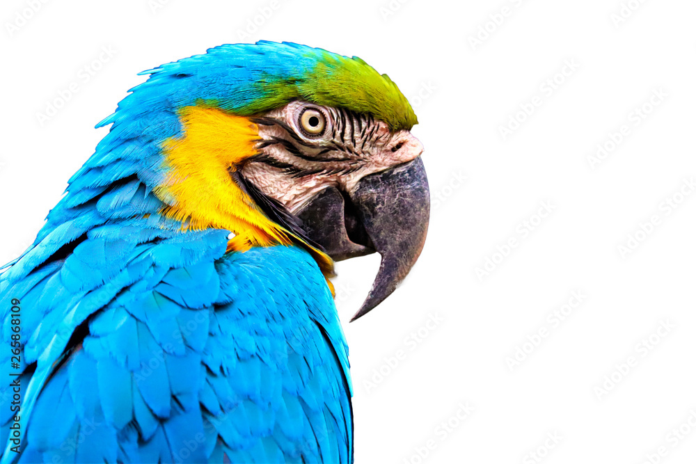 macaw isolated on white background
