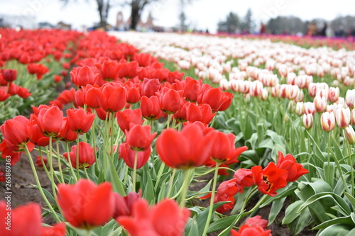 Red Tulips at Wooden Shoe Tulip Festival in Woodburn Oregon