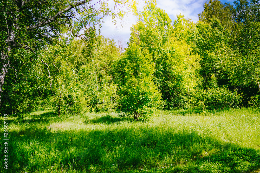 Sunny summer forest with green grass and trees Sunny summer forest with green grass and trees