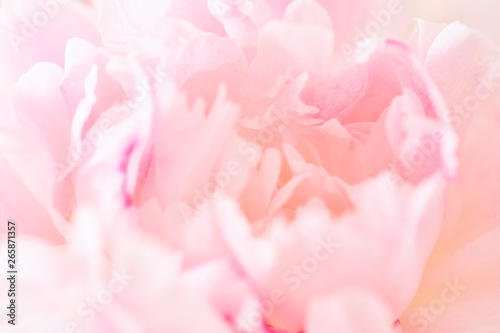 Fototapeta Naklejka Na Ścianę i Meble -  Blurred delicate petals of a pink peony. Unfocused abstract floral background