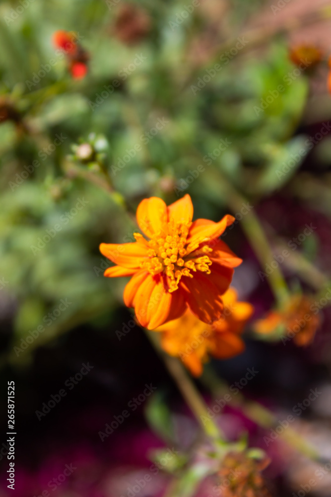 Orange cosmos flower close up (sulfur cosmos flower) cosmos caudatus Orange cosmos flower close up (sulfur cosmos flower) cosmos caudatus