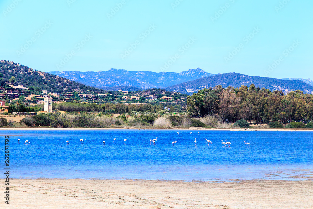 Flamingos in the lake in a summer day