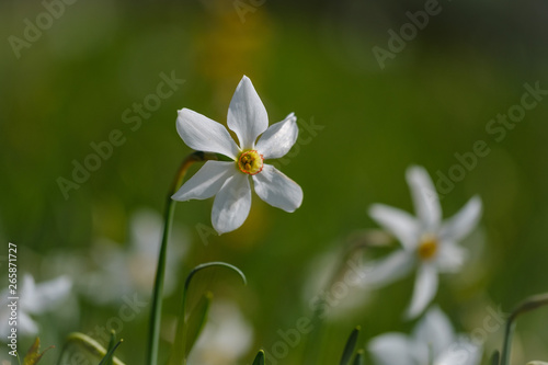 Beautiful white narcissus flowers in Plavski rovt