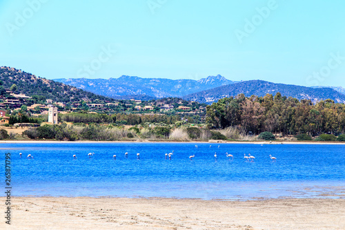 Flamingos in the lake in a summer day