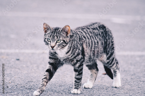  Beautiful portrait of a cat in the street. Free site for text