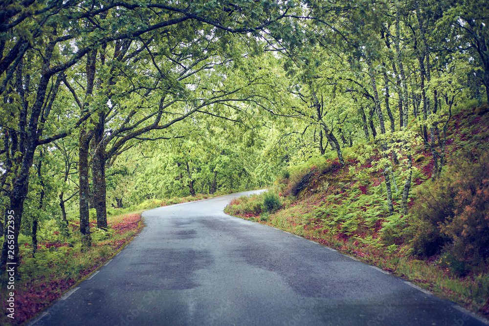 Fototapeta premium A wet rural road shines after a rainy spring day.