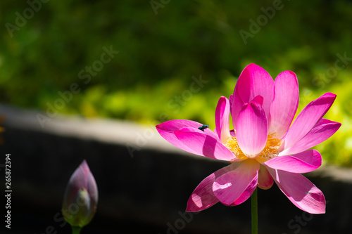 Beautiful sacred lotus flowers on a pool in public botanic garden on Culiacan, Sinaloa, Mexico