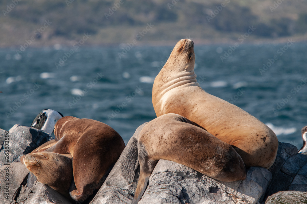 Obraz premium A group of sea wolves rest on an islet in the Beagle Channel.