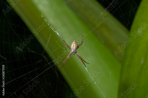 A juvenile of Silver Garden Spider (Argiope argentata) on its web, photographed in Exaltacion de la Cruz, Buenos Aires, Argentina.