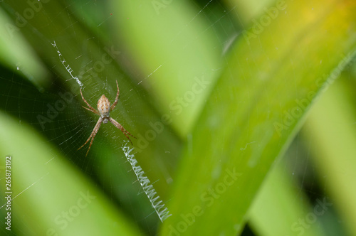 A juvenile of Silver Garden Spider (Argiope argentata) on its web, photographed in Exaltacion de la Cruz, Buenos Aires, Argentina.