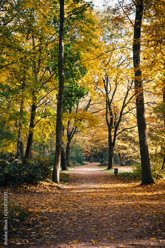 autumn in the park tiergarten