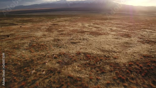 A herd of pronghorn antelope running through Nevada landscape. photo