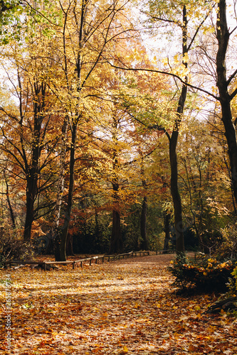 autumn in the park tiergarten