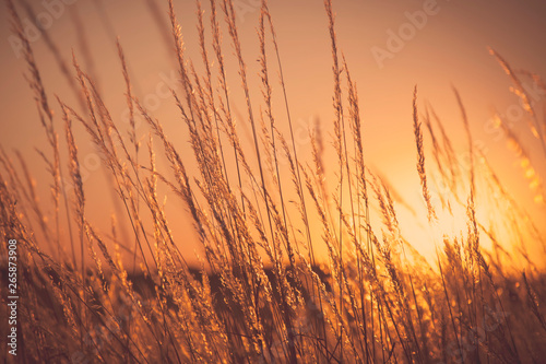 Golden grass background under shining evening sunlight.