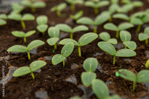 cucumber seedlings on a black soil