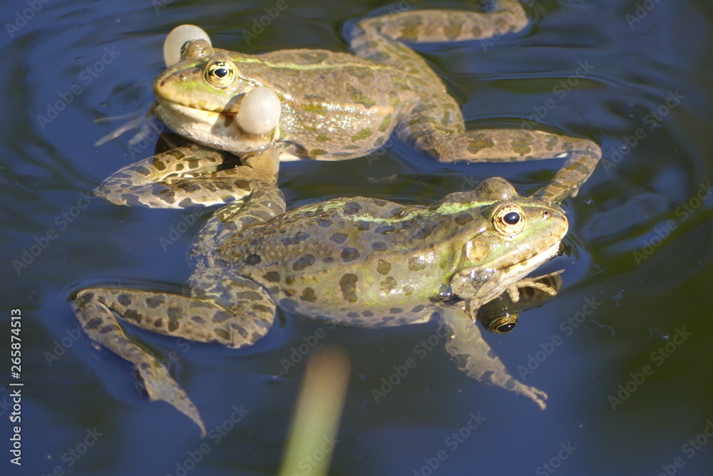Fototapeta premium Frösche im Wasser
