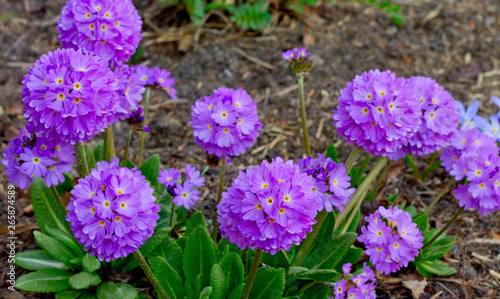 Fototapeta Naklejka Na Ścianę i Meble -  Spring perennial primrose-primula finely toothed in a flower bed