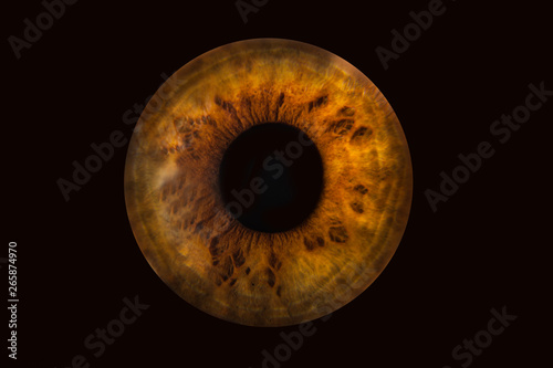 Human brown grey eye iris. Pupil in macro on black background