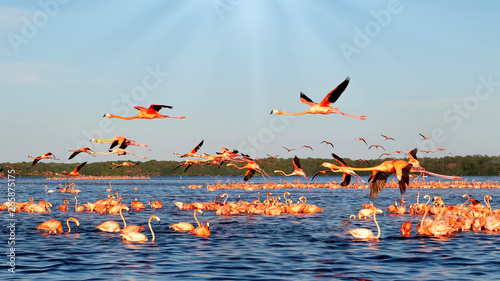 Many pink flamingos in a beautiful blue lagoon. Mexico. Celestun.