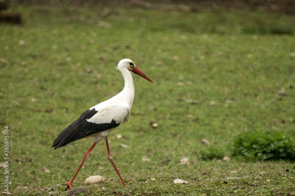 White stork on the meadow searching for the food, green vegetation in background, scene from wildlife, Germany, common bird in its environment, elegant black and white bird, close up White stork on the meadow searching for the food, green vegetation in background, scene from wildlife, Germany, common bird in its environment, elegant black and white bird, close up