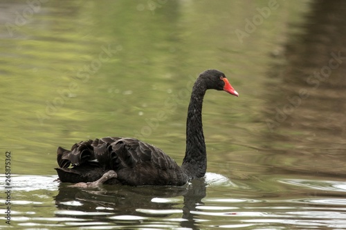 The black swan (Cygnus atratus) swimming on the lake, clear background, scene from wildlife, Switzerland, common bird in its environment, beautiful black royal bird with red beak, close up