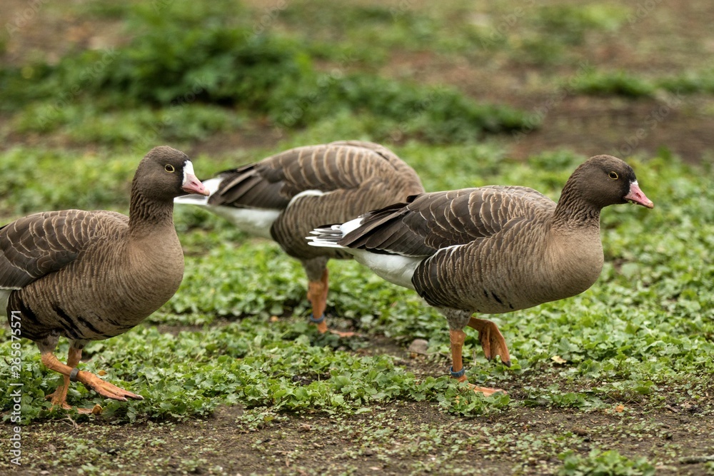 The greylag geese (Anser anser) on the lake shore, green vegetation in background, scene from wildlife, Germany, common bird in its environment The greylag geese (Anser anser) on the lake shore, green vegetation in background, scene from wildlife, Germany, common bird in its environment