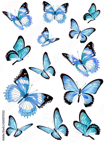 beautiful blue butterflies, isolated  on a white
