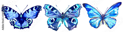 beautiful blue butterfly,watercolor,isolated on a white © aboard