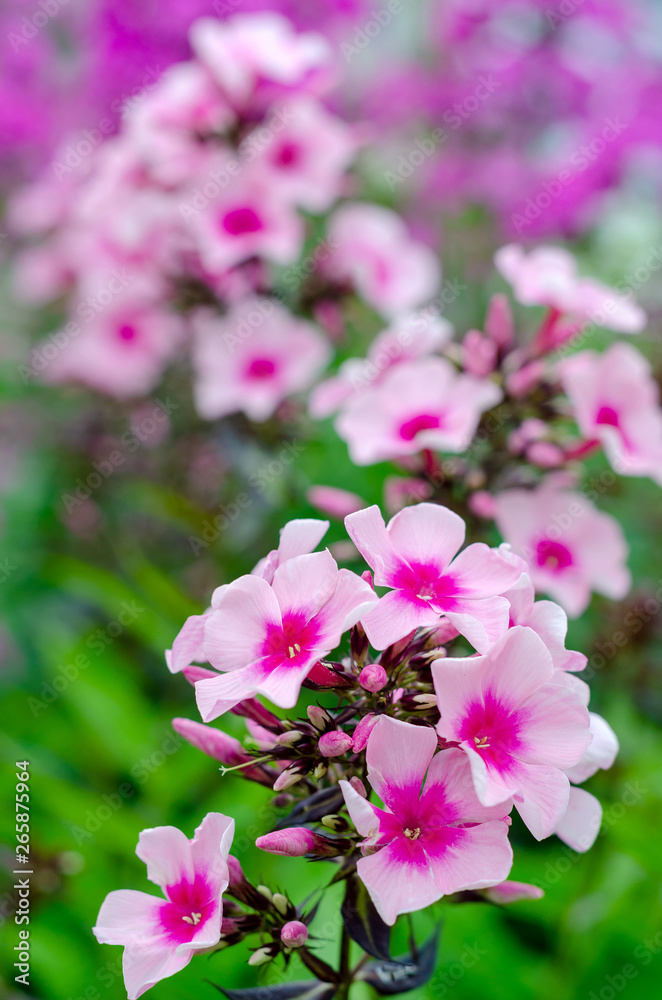 Naklejka premium single pink Phlox close-up