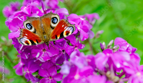 lots of purple Phlox butterfly