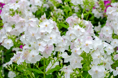 lot of white Phlox close-up © IgorYegorov