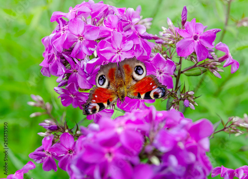 butterfly inside purple Phlox