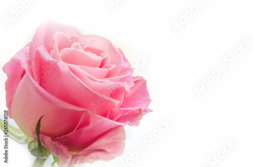 Valentines day or mother s day background with pink rose against turquoise background. Isolated.
