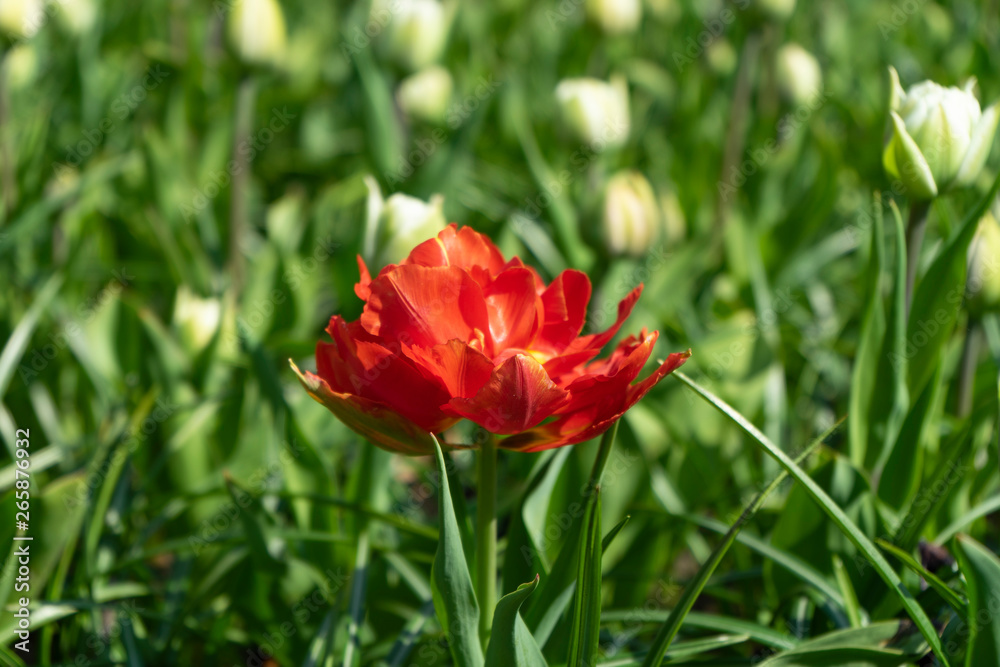 Blooming tulip on a background of green flowers Blooming tulip on a background of green flowers