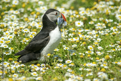 Puffin with sandeels