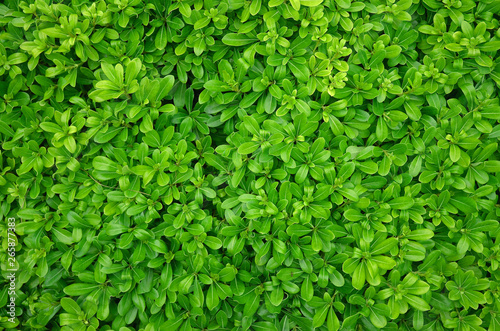 Green leaves pattern background natural background wallpaper