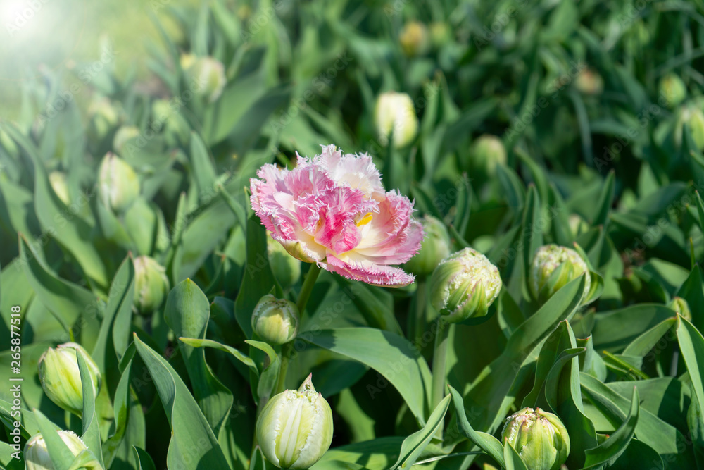 One pink blooming Tulip on the background of a green field in the sun rises One pink blooming Tulip on the background of a green field in the sun rises