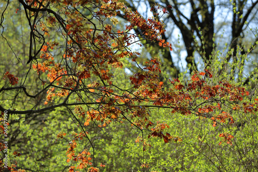 Spring blossom of a perennial deciduous maple tree of the Acereae family Spring blossom of a perennial deciduous maple tree of the Acereae family