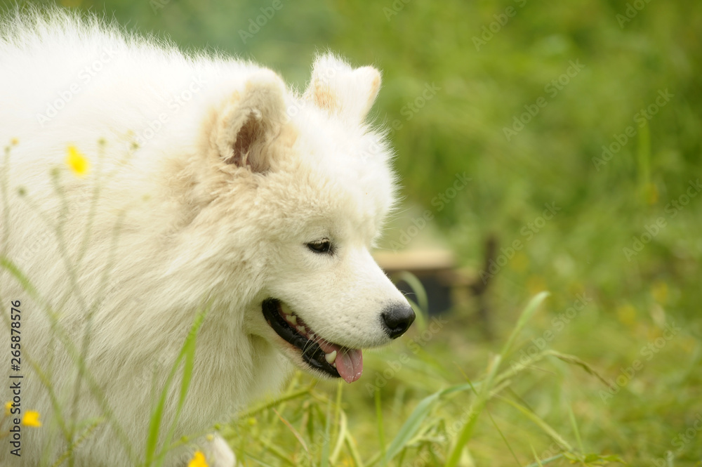 summer portrait of a samoyed on grass background