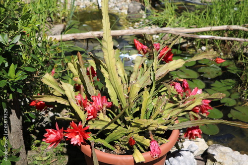 Blossoming cactus at the water lily pond in the garden photo