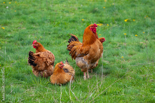 hen and green grass - free range chicken © Oleksandr