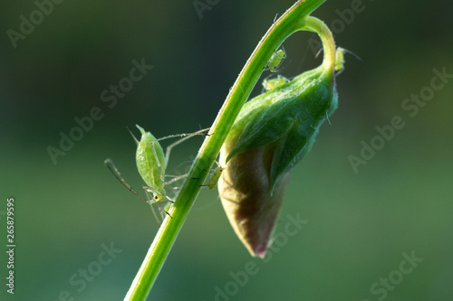 Aphids on a plant in Baton Rouge, Louisiana, USA.