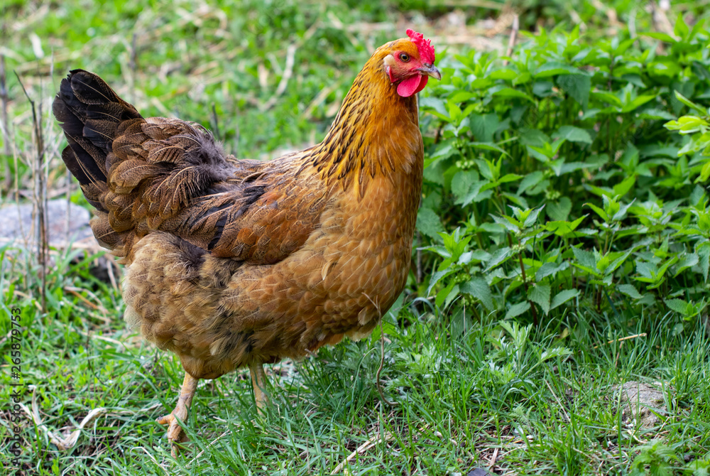 Fototapeta premium hen and green grass - free range chicken