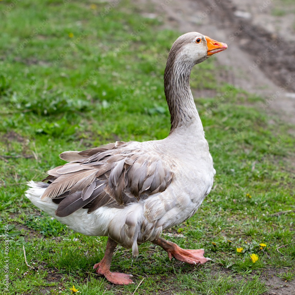 Geese in the grass. Domestic bird. Flock of geese. White geese Geese in the grass. Domestic bird. Flock of geese. White geese