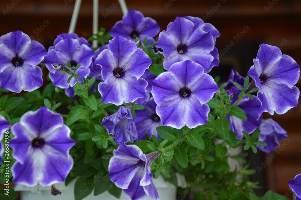 Petunioideae  purple flowers in hanging pot 